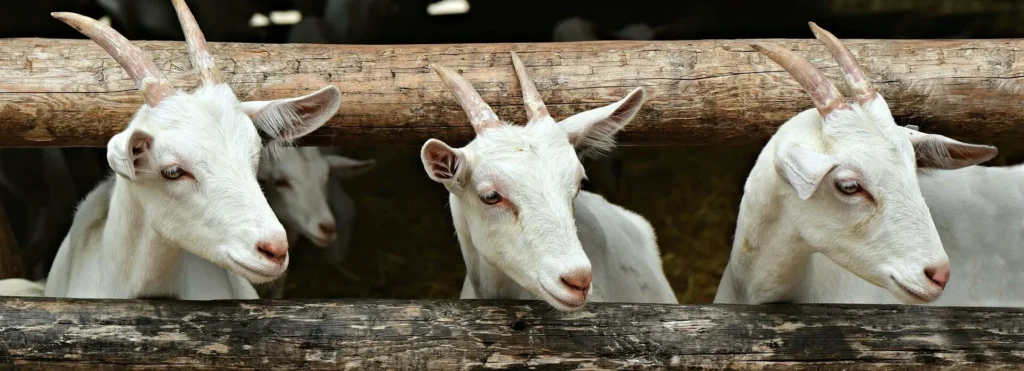 ADHD Animals Dopamine Goats Neurotransmitter