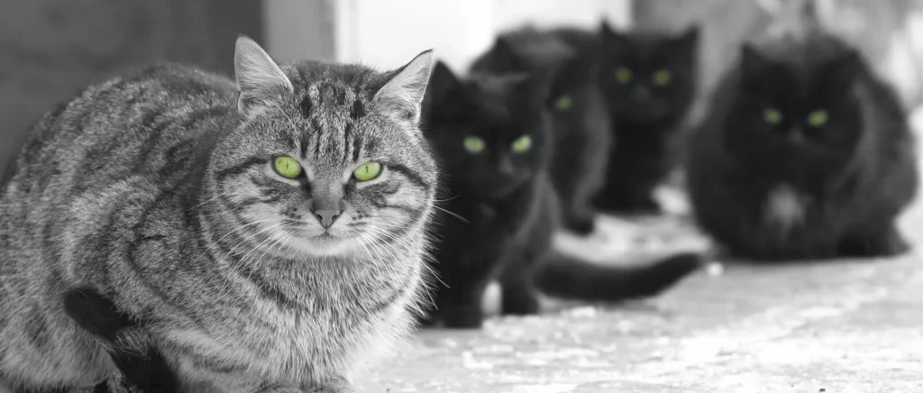 ADHD Animals Dopamine cats Neurotransmitter