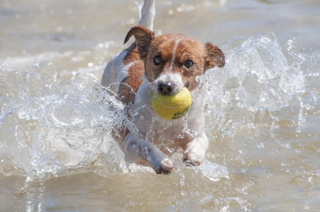 Dogs and ADHD Dopamine