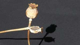 Opioids Opium Poppy