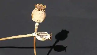 Opioids Opium Poppy