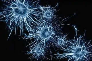 opioids and the brain